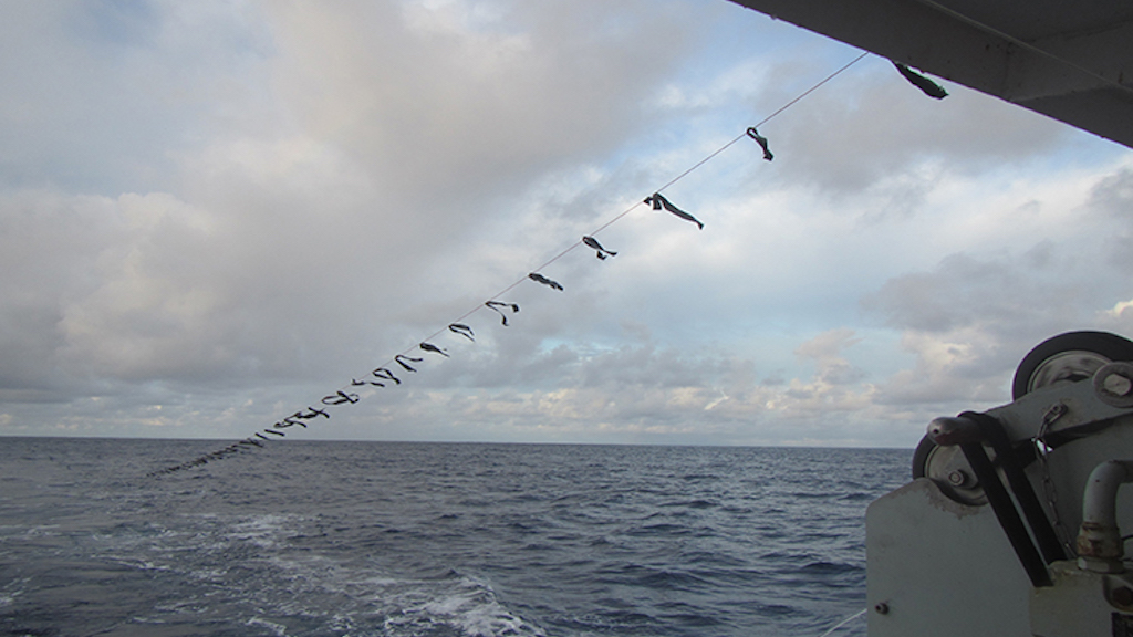 Read more about the article Stiff penalty for failing to deploy tori lines