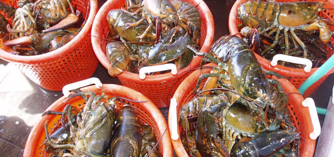 Read more about the article Retain and report American lobsters
