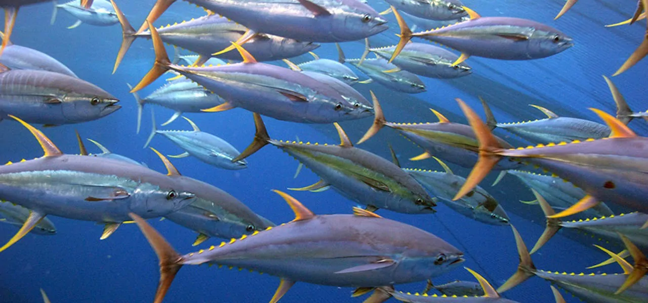 Read more about the article Europêche files anti-dumping complaint over Chinese tuna exports