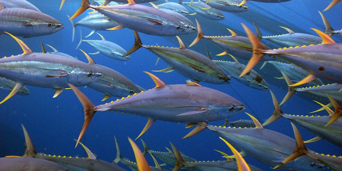 Read more about the article New alliance for Indonesian one-by-one tuna