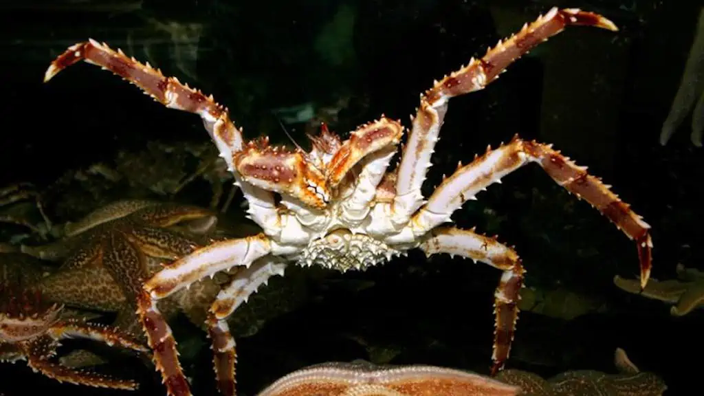 Read more about the article Climate conditions behind Alaska crab decline