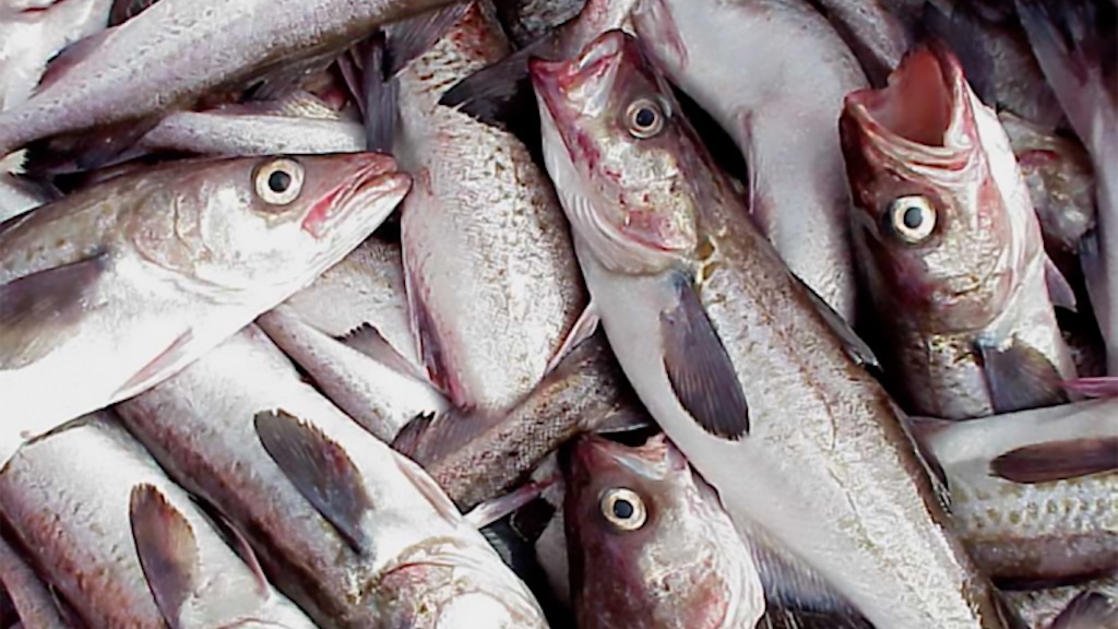 Read more about the article NOAA releases 2023 snapshot of US fisheries