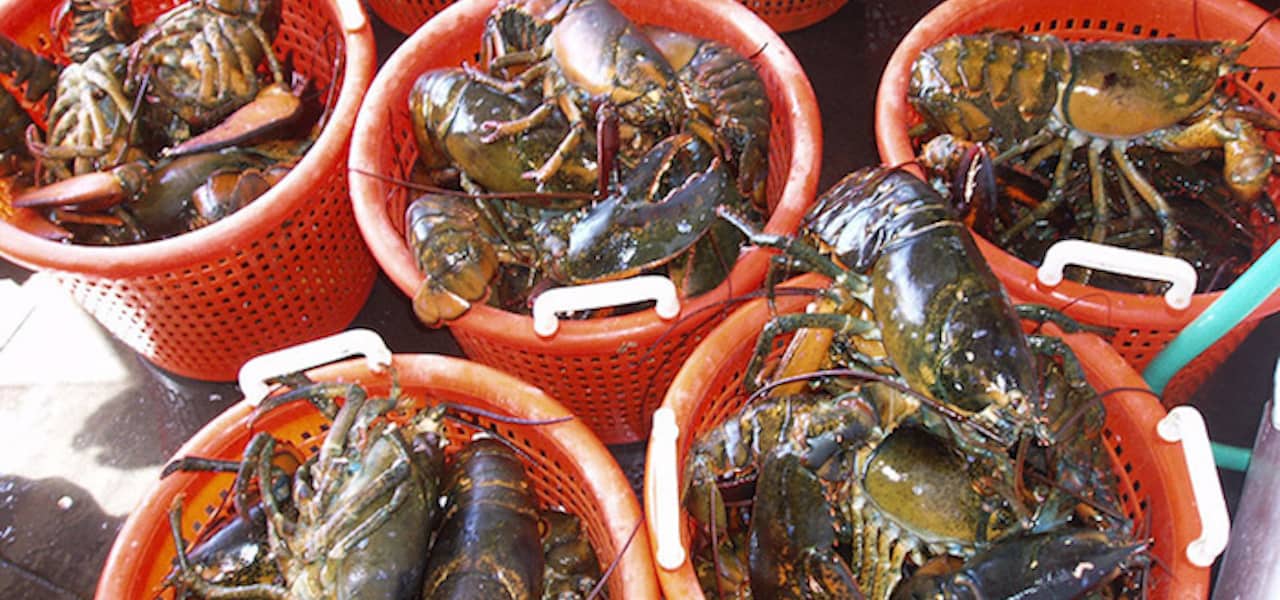 Read more about the article NFI welcomes opening EU lobster market