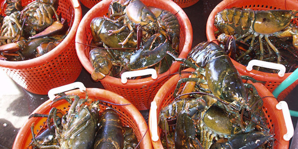 Read more about the article Maine lobster fishery slows down