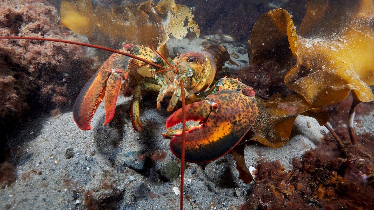 Read more about the article $5.4 million to further innovative research and outreach in support of the lobster industry and fishing communities