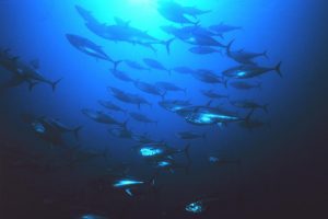 oastal artisanal fishing should benefit directly from changes to bluefin tuna management