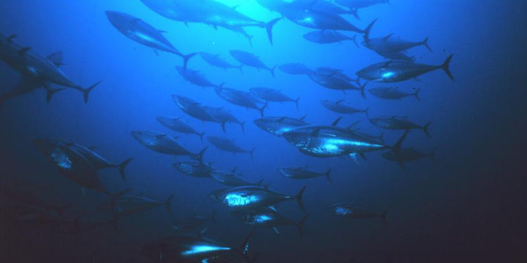 oastal artisanal fishing should benefit directly from changes to bluefin tuna management