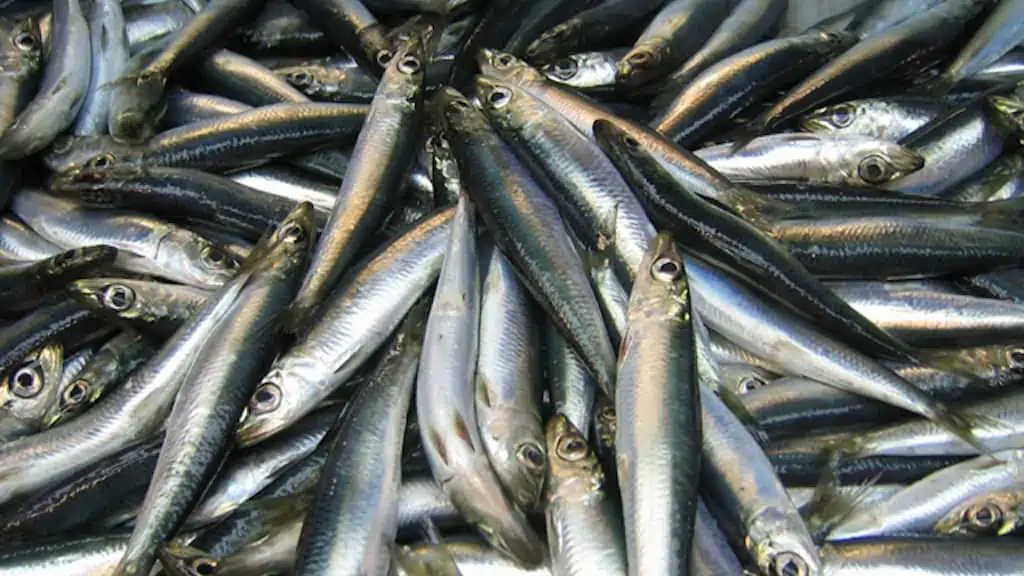 Read more about the article Southern Gulf of St. Lawrence herring TAC reduced
