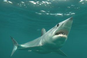 There is no evidence supporting the inclusion of mako shark in CITES Appendix II
