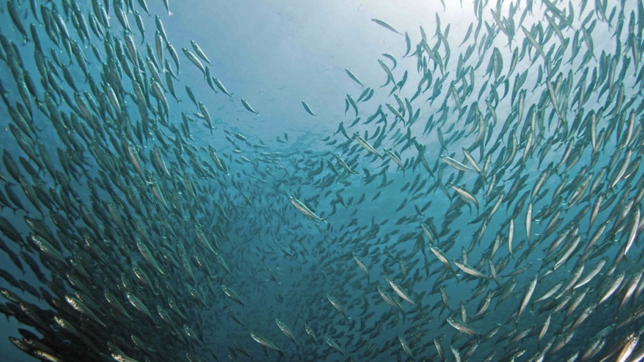 Read more about the article Jack mackerel quota boost