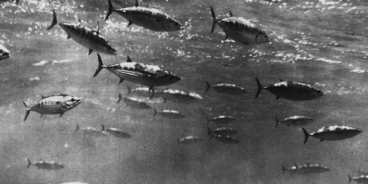 A shoal of skipjack tuna - @ Fiskerforum