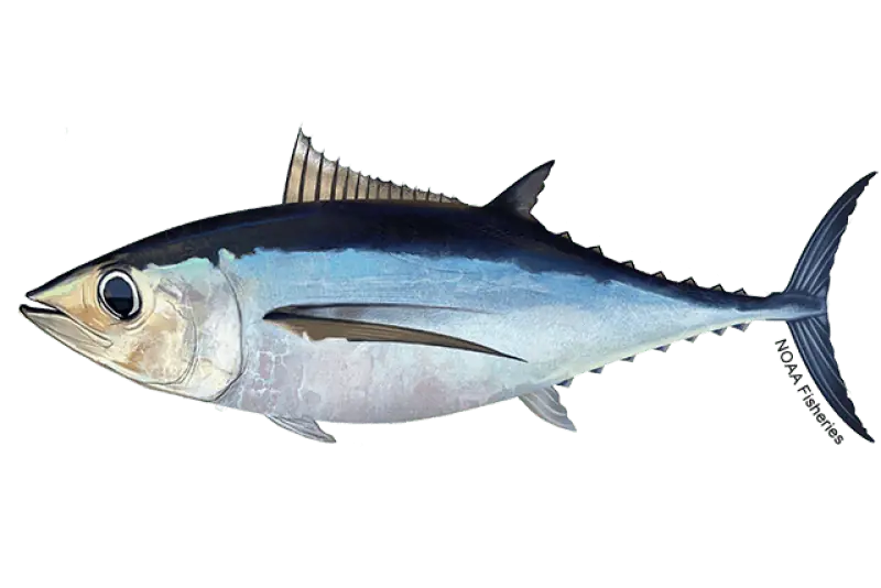 Read more about the article Prospect of Pacific-wide co-operation on albacore