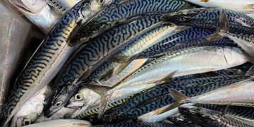 NOAA Fisheries launches Atlantic mackerel study