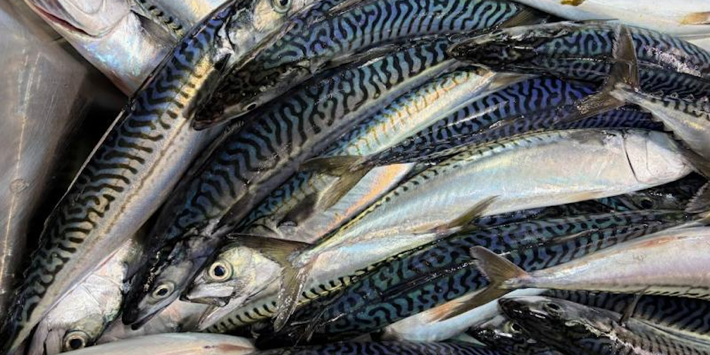 Read more about the article NOAA Fisheries launches Atlantic mackerel study