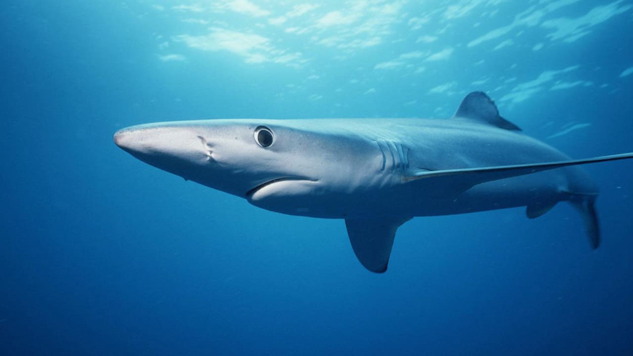 Read more about the article Report to Congress identifies key IUU nations