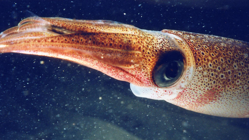 Read more about the article California Market Squid gets MSC certification