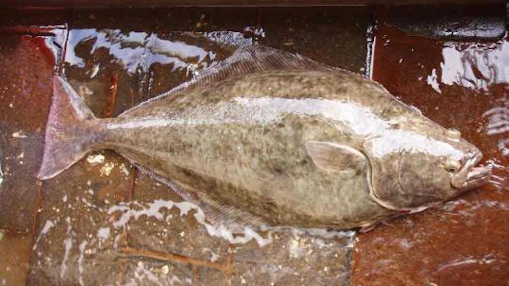 Read more about the article Canada and France strike halibut agreement