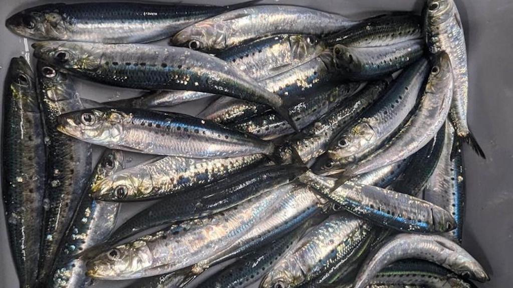 Read more about the article Cross-Pacific sardine surprise