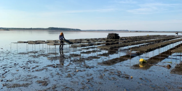 NOAA strengthens commitment to aquaculture through new cooperative institute