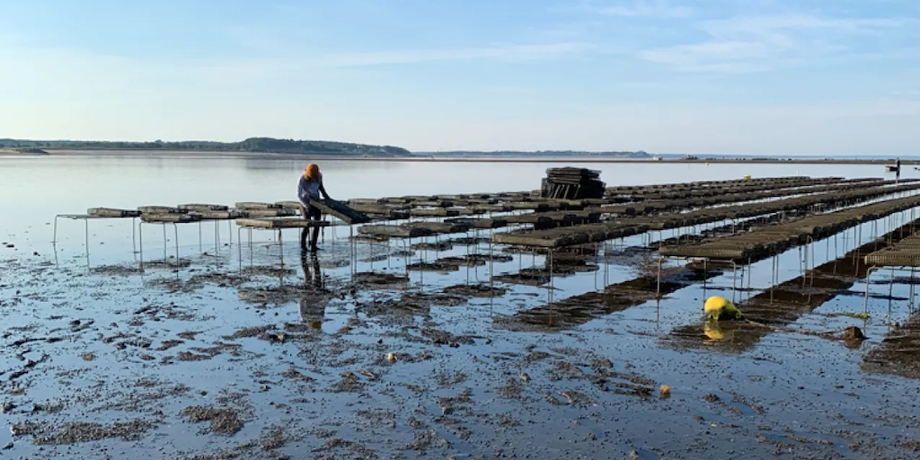 Read more about the article NOAA strengthens commitment to aquaculture through new cooperative institute