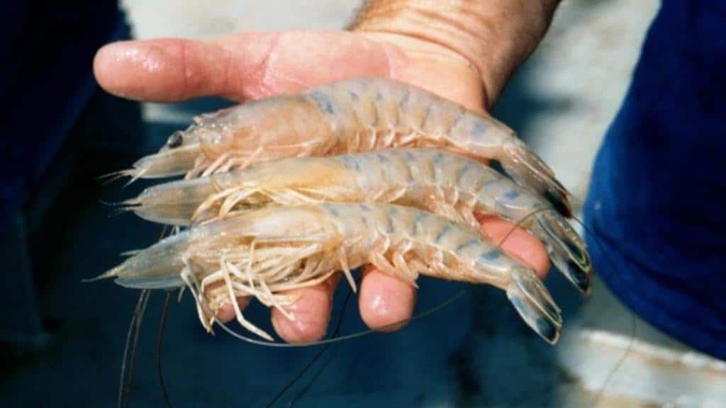 Read more about the article Finding shrimp under low-oxygen conditions