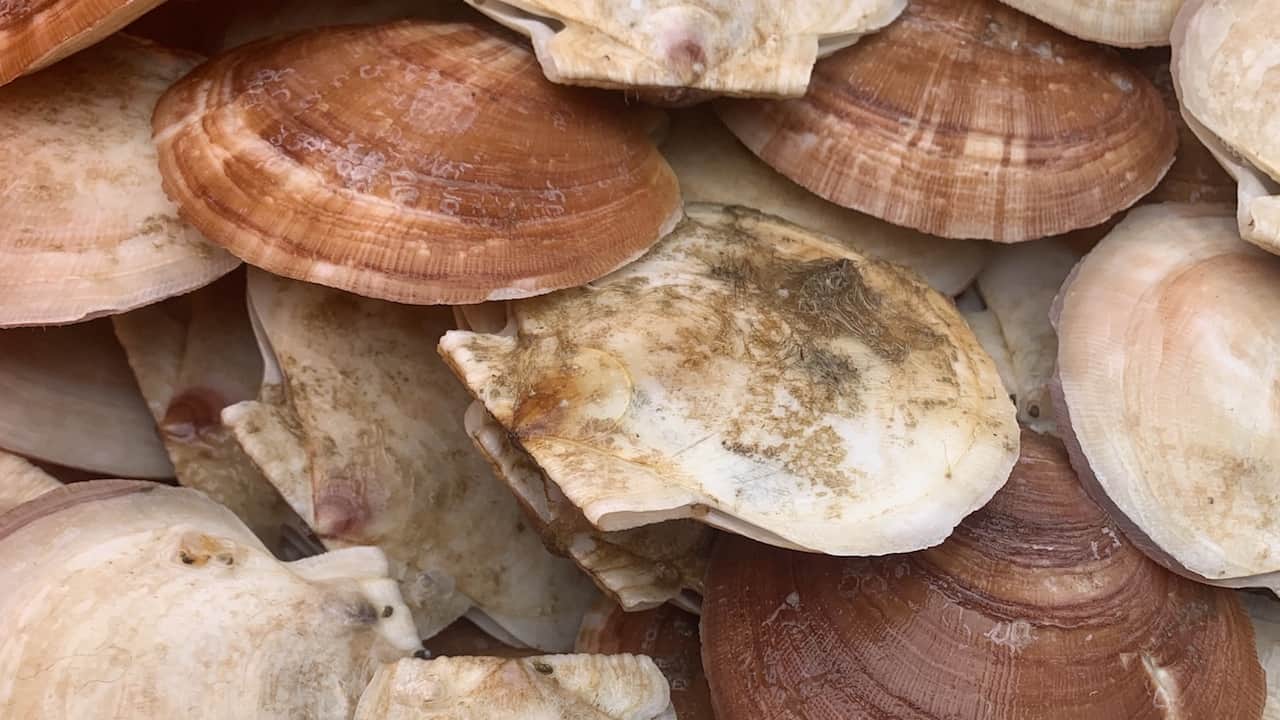 Read more about the article Maine fishermen turn to scallop farming