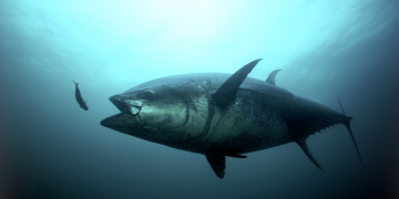 Bluefin boost for US fishermen