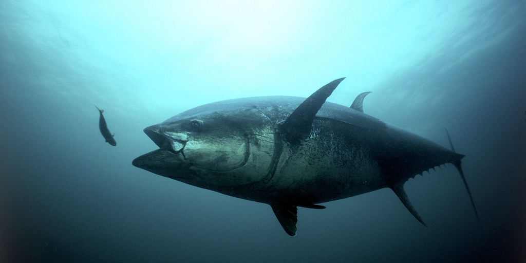 Read more about the article Bluefin boost for US fishermen
