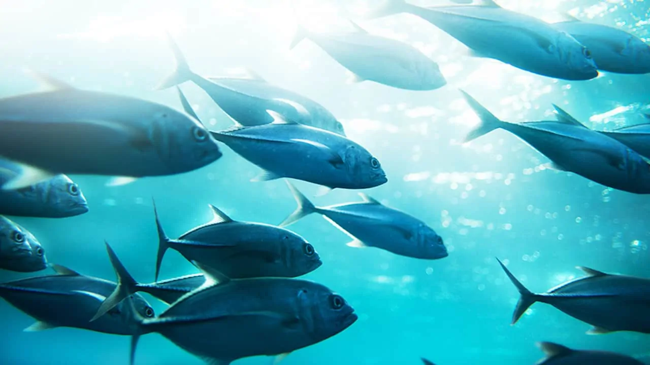 Read more about the article 87% of tuna from healthy stocks, 10% need stronger management