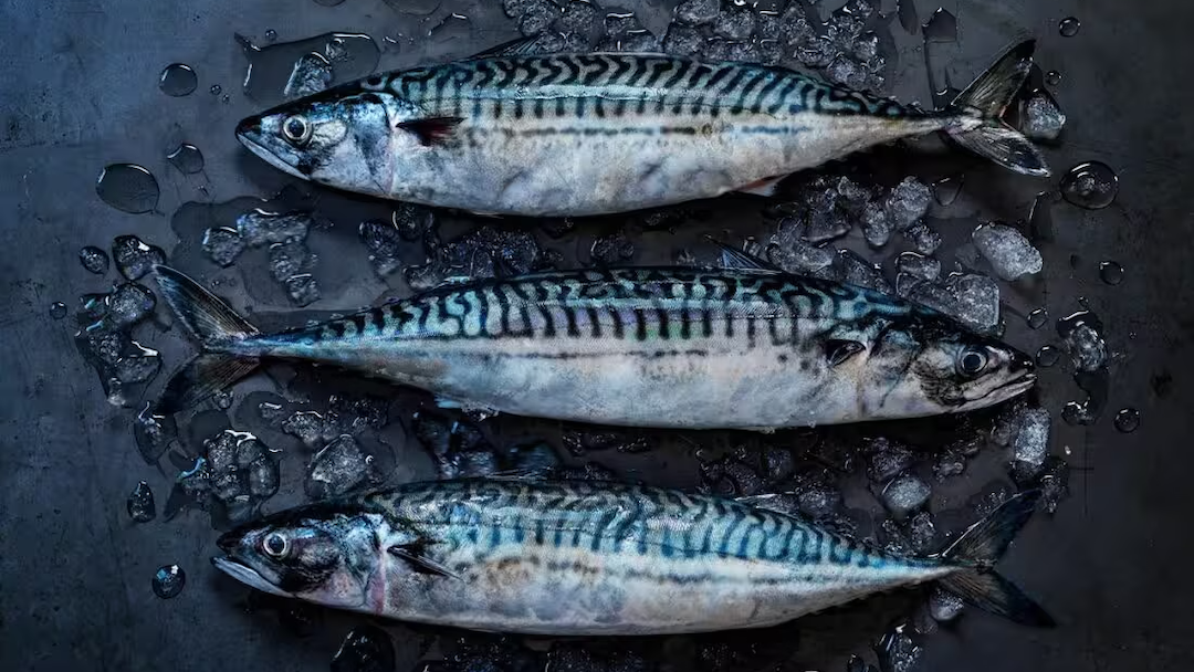 Read more about the article Norway’s herring and mackerel exports take a sharp dip