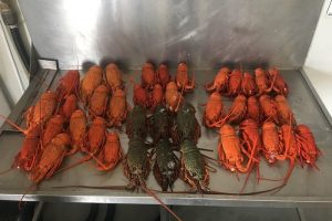 40 cooked and uncooked lobsters were seized - @ Fiskerforum