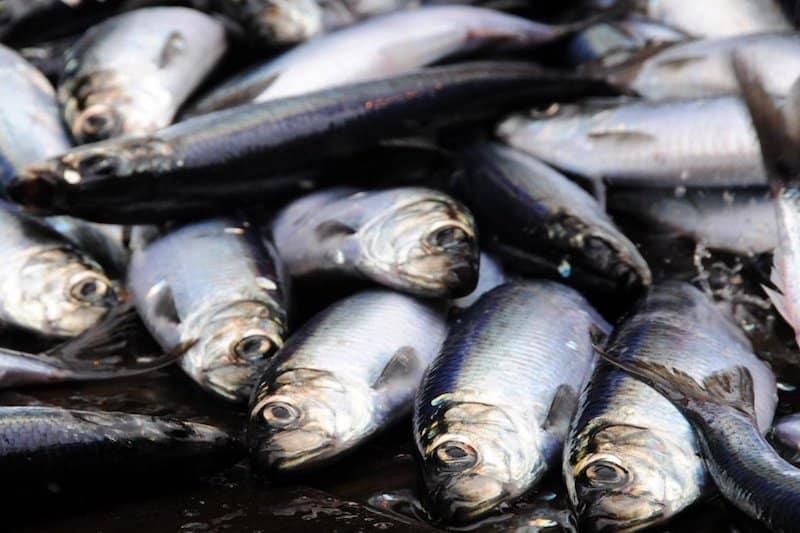 Read more about the article Increased 2019 quotas advised for Atlanto-Scandian herring