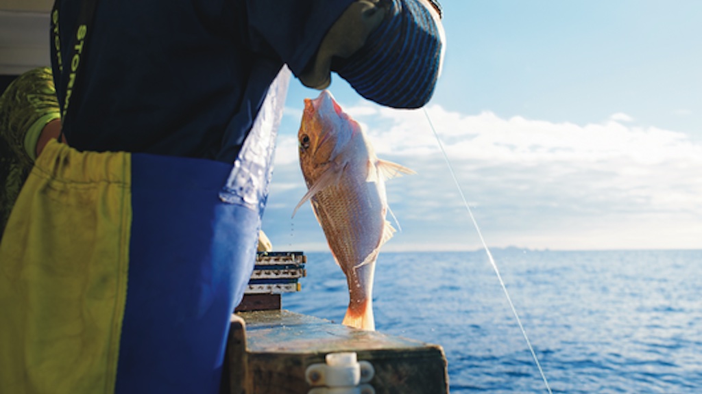 Read more about the article NZ strikes Gulf seafood trade deal