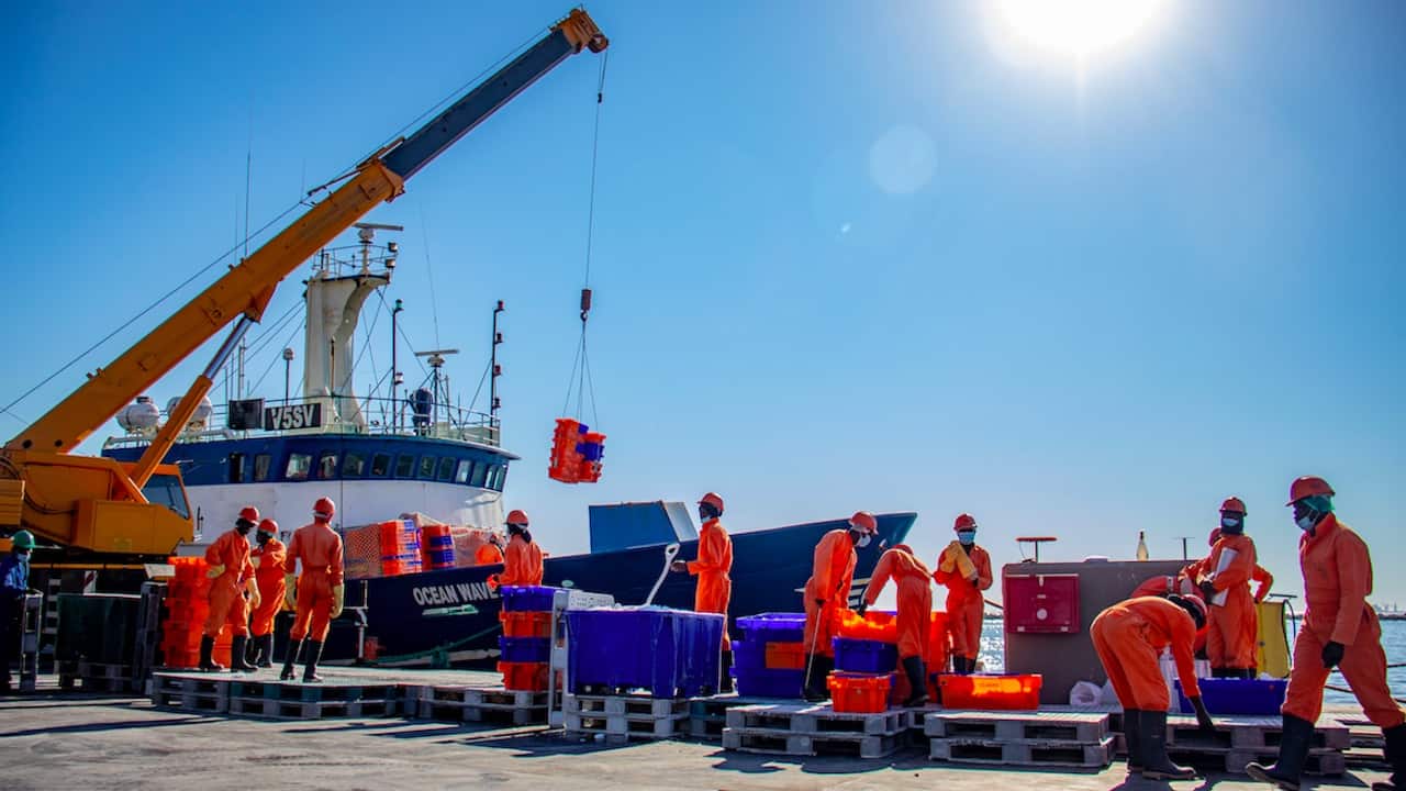 Read more about the article MSC certifies Namibian hake fishery