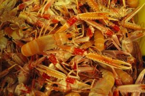 The planned third quarter nephrops quota reduction has been cancelled - @ Fiskerforum