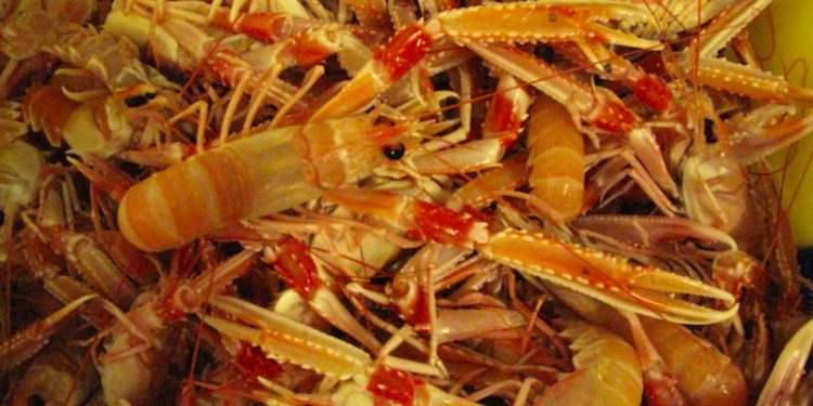 The planned third quarter nephrops quota reduction has been cancelled - @ Fiskerforum