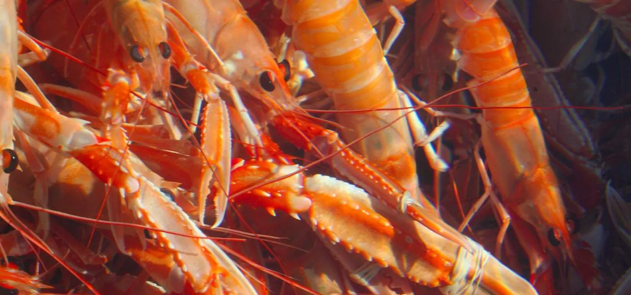 Read more about the article Scotland supports prawn sector