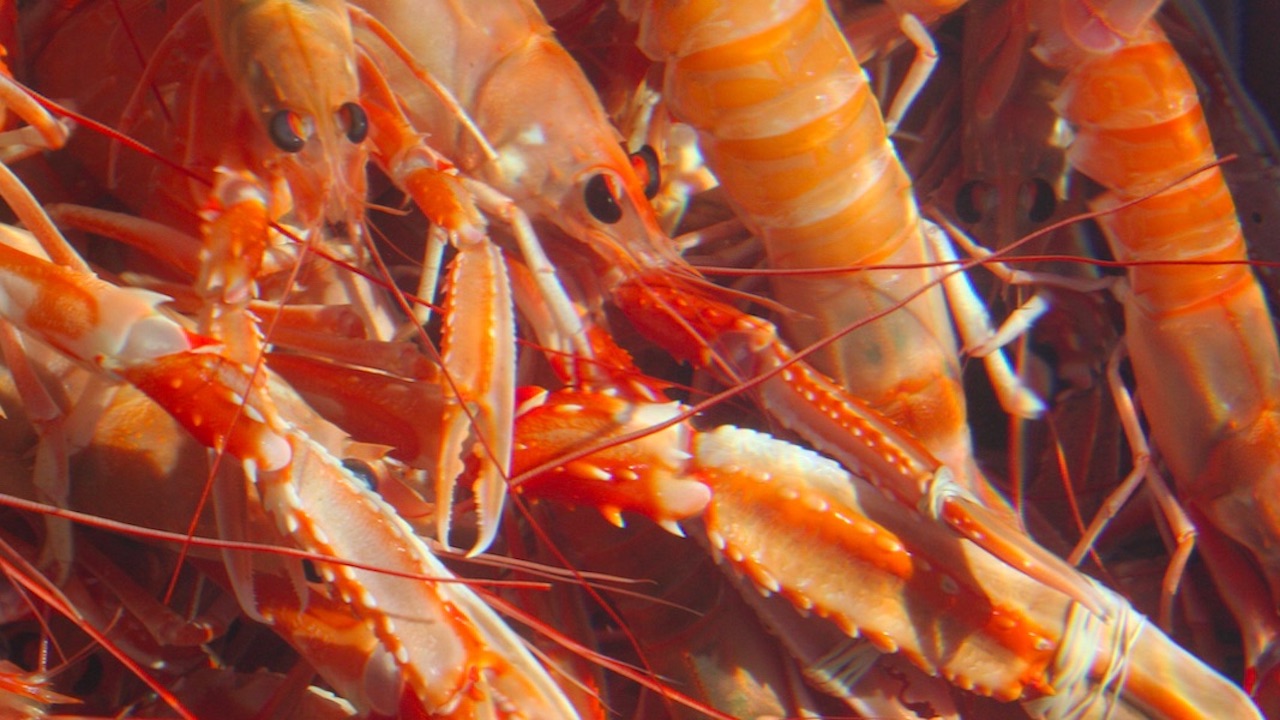 Read more about the article Nephrops FIP linked to human rights abuses