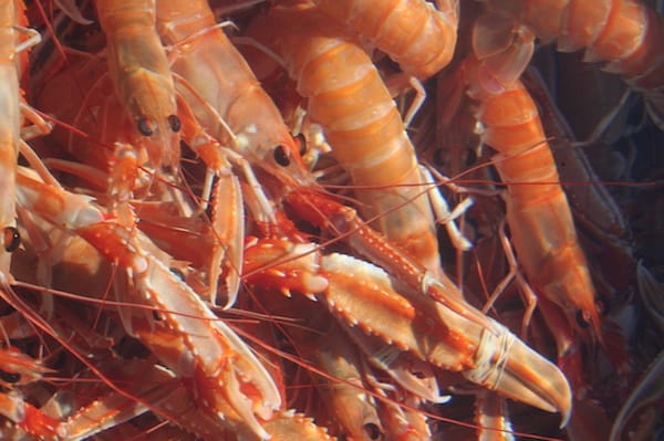 Read more about the article UK outside EU stands to lose £100 million on seafood