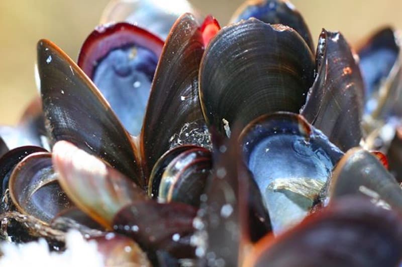 Read more about the article Shellfish and algae are the future