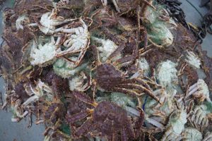 King crab retrieved with lost netting off the Norwegian coast - @ Fiskerforum