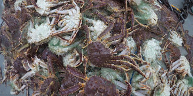 King crab retrieved with lost netting off the Norwegian coast - @ Fiskerforum