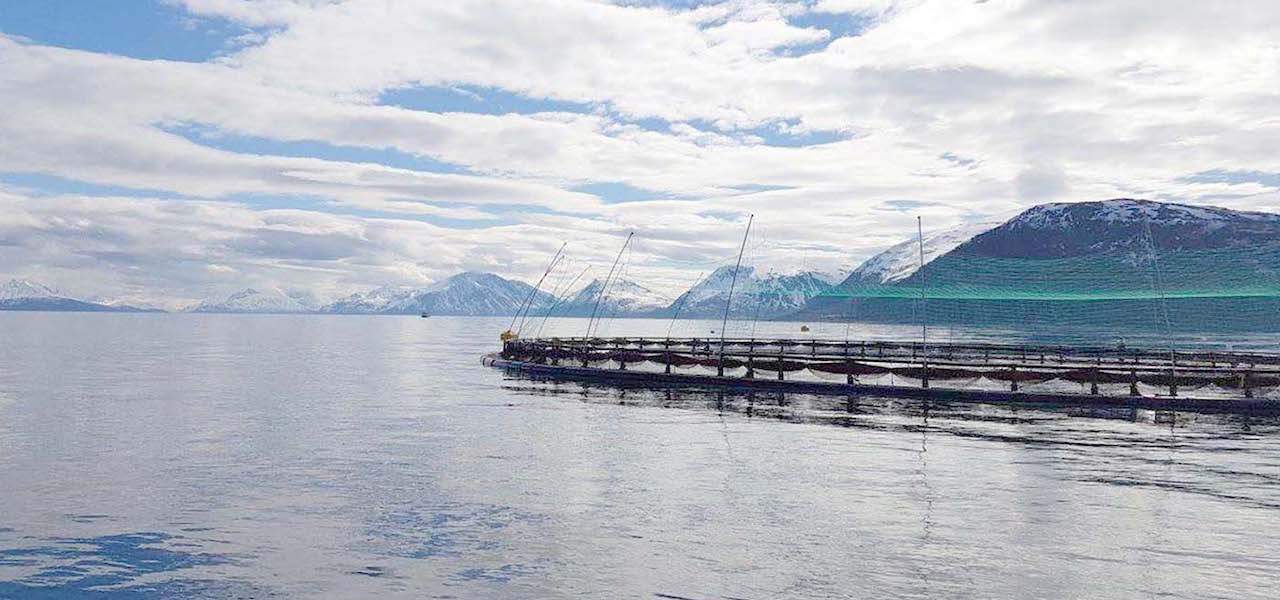 Read more about the article Norcod: Time is right for sustainable cod farming
