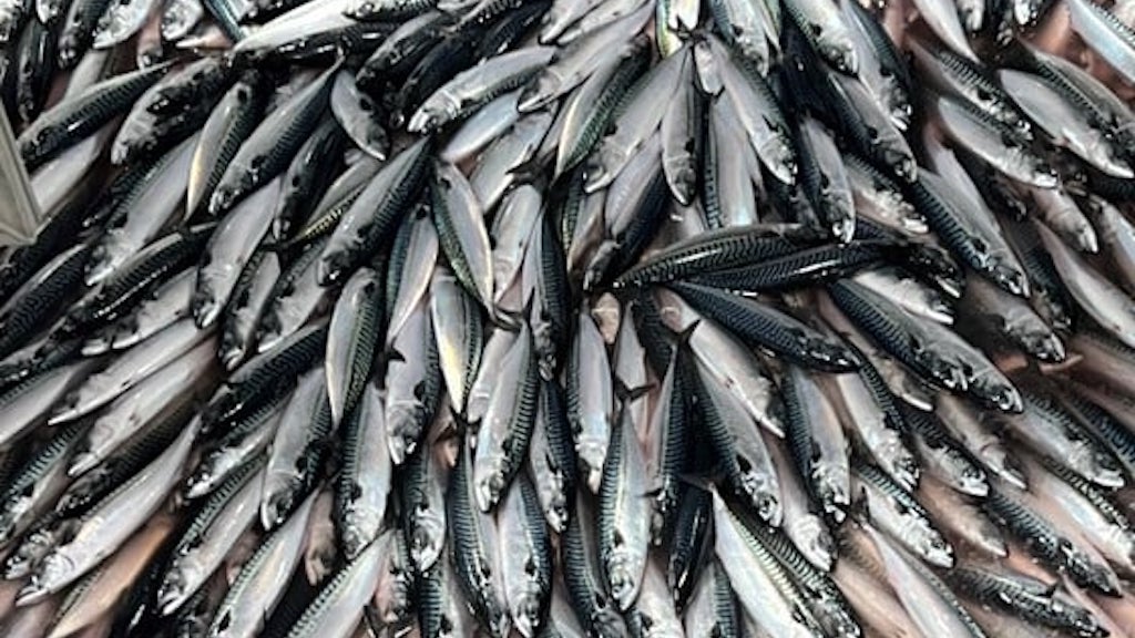 Read more about the article Norway, Faroes and UK strike mackerel deal
