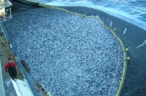 Good fishing on herring - @ Fiskerforum