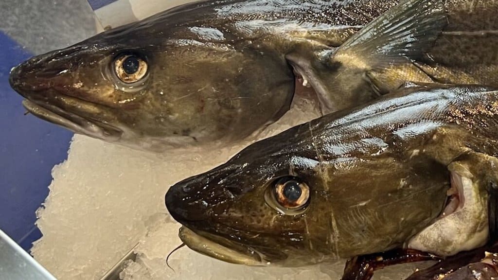 Read more about the article Norwegian cod fetches record prices