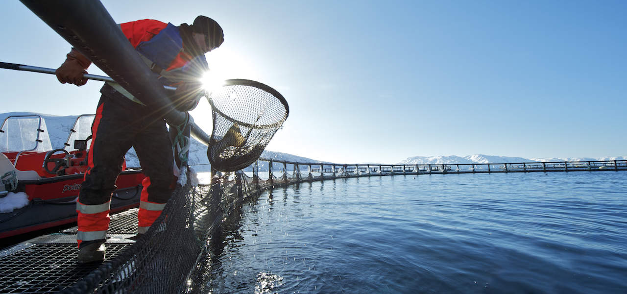Read more about the article Seafood pivotal for rebuilding Norway’s economy