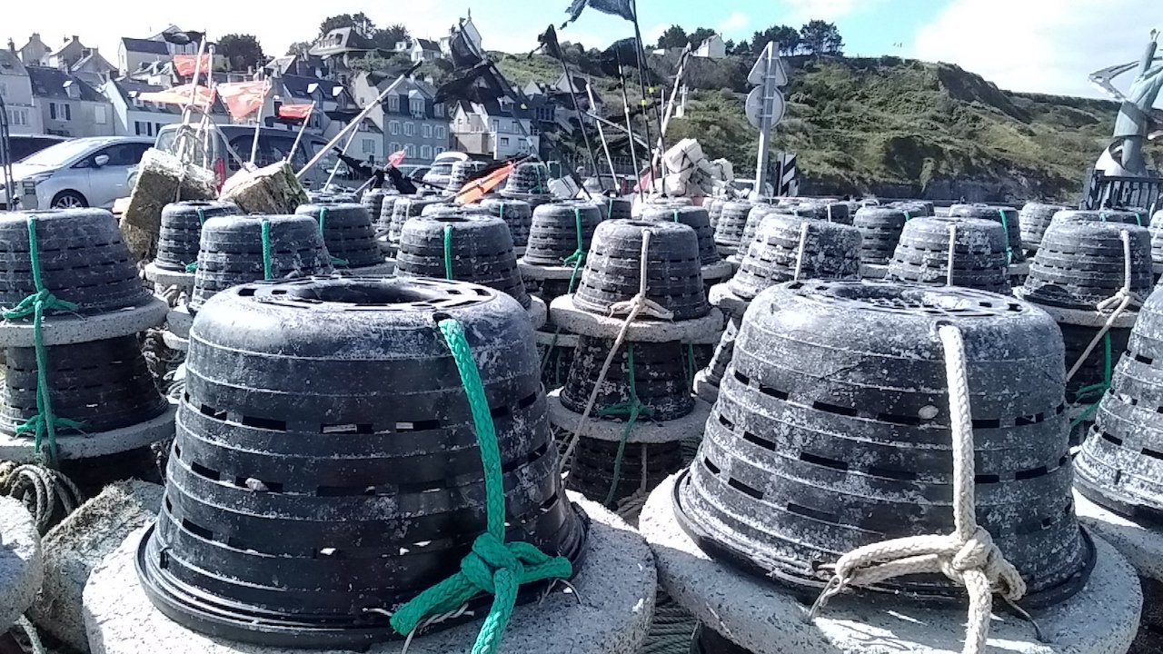 Read more about the article Understanding Normandy’s whelk fishery