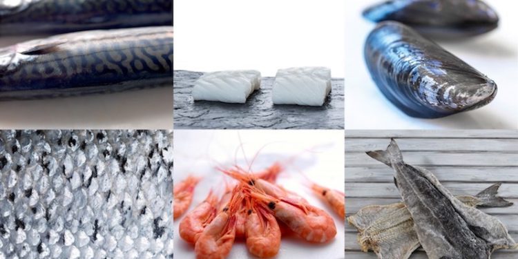 Norway has seen a record half-year for seafood exports. Image: Norwegian Seafood Council - @ Fiskerforum