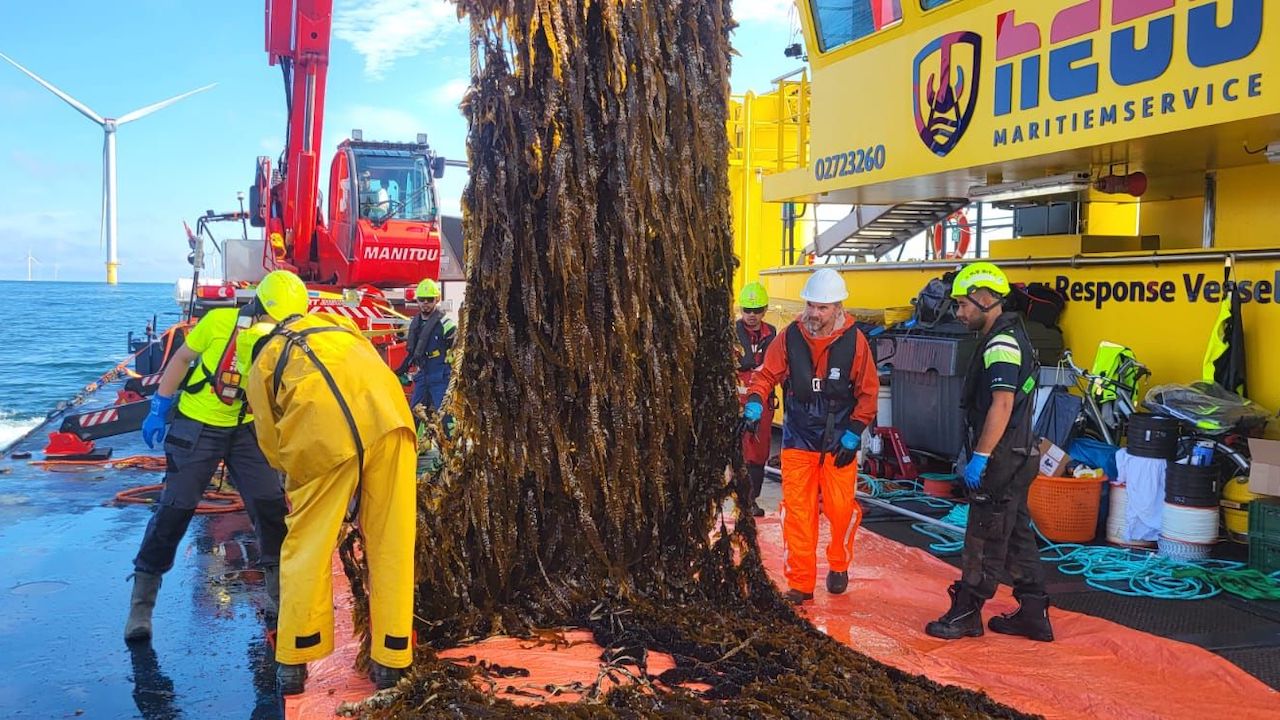 Read more about the article Seaweed farming among the turbines